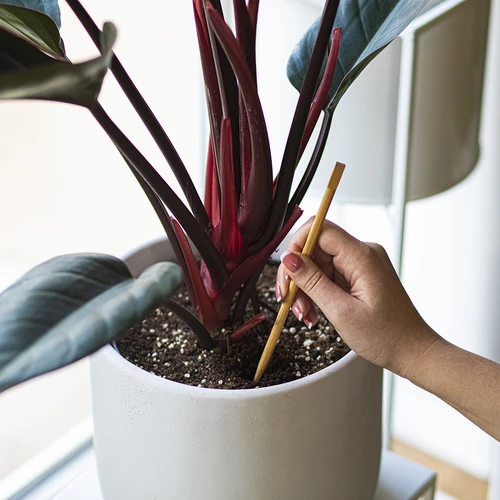 Bewateringsbollen voor planten, amberkleurig transparant, 400 ml, 4 stuks - 7 ['bewateringsbollen', ' bloemenbewateringsdispenser', ' voor het bewateren van bloemen', ' bloemenbevochtigers', ' bloemenbewatering', ' plantenbewatering', ' potbewateraars', ' voor het bewateren van bloemen', ' voor kamerplanten', ' bewateringssysteem', ' bewateringsbol', ' waterdispenser voor potten', ' bollen voor planten', ' dispenser voor planten', ' plantenbewatering', ' bewateringsbol', ' amberkleurige bewateringsbollen']