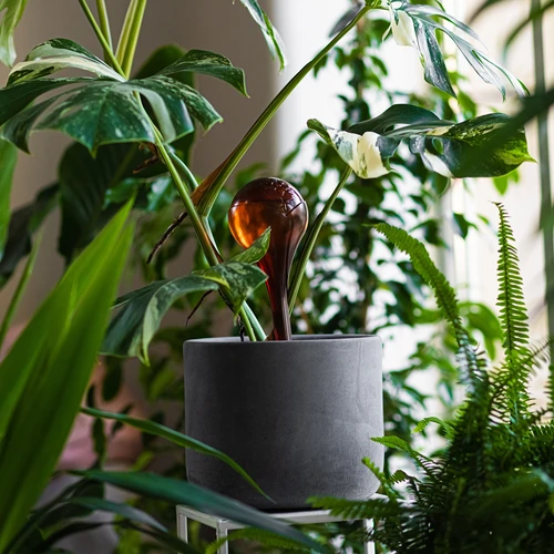 Bewateringsbollen voor planten, amberkleurig transparant, 400 ml, 4 stuks - 9 ['bewateringsbollen', ' bloemenbewateringsdispenser', ' voor het bewateren van bloemen', ' bloemenbevochtigers', ' bloemenbewatering', ' plantenbewatering', ' potbewateraars', ' voor het bewateren van bloemen', ' voor kamerplanten', ' bewateringssysteem', ' bewateringsbol', ' waterdispenser voor potten', ' bollen voor planten', ' dispenser voor planten', ' plantenbewatering', ' bewateringsbol', ' amberkleurige bewateringsbollen']