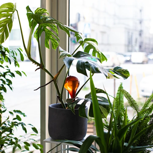 Bewateringsbollen voor planten, amberkleurig transparant, 400 ml, 4 stuks - 10 ['bewateringsbollen', ' bloemenbewateringsdispenser', ' voor het bewateren van bloemen', ' bloemenbevochtigers', ' bloemenbewatering', ' plantenbewatering', ' potbewateraars', ' voor het bewateren van bloemen', ' voor kamerplanten', ' bewateringssysteem', ' bewateringsbol', ' waterdispenser voor potten', ' bollen voor planten', ' dispenser voor planten', ' plantenbewatering', ' bewateringsbol', ' amberkleurige bewateringsbollen']