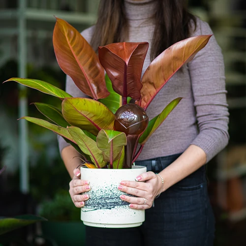 Bewateringsbollen voor planten, amberkleurig transparant, 400 ml, 4 stuks - 11 ['bewateringsbollen', ' bloemenbewateringsdispenser', ' voor het bewateren van bloemen', ' bloemenbevochtigers', ' bloemenbewatering', ' plantenbewatering', ' potbewateraars', ' voor het bewateren van bloemen', ' voor kamerplanten', ' bewateringssysteem', ' bewateringsbol', ' waterdispenser voor potten', ' bollen voor planten', ' dispenser voor planten', ' plantenbewatering', ' bewateringsbol', ' amberkleurige bewateringsbollen']