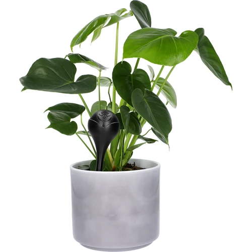 Bewateringsbollen voor planten, matzwart, 400 ml, 4 stuks - 6 ['bewateringsbollen', ' bloemenbewateringsdispenser', ' voor het bewateren van bloemen', ' bloemenbevochtigers', ' bloemenbewatering', ' plantenbewatering', ' potbewateraars', ' voor het bewateren van bloemen', ' voor kamerplanten', ' bewateringssysteem', ' bewateringsbol', ' waterdispenser voor potten', ' bollen voor planten', ' dispenser voor planten', ' plantenbewatering', ' bewateringsbol', ' zwarte bewateringsbollen', ' loftontwerp']