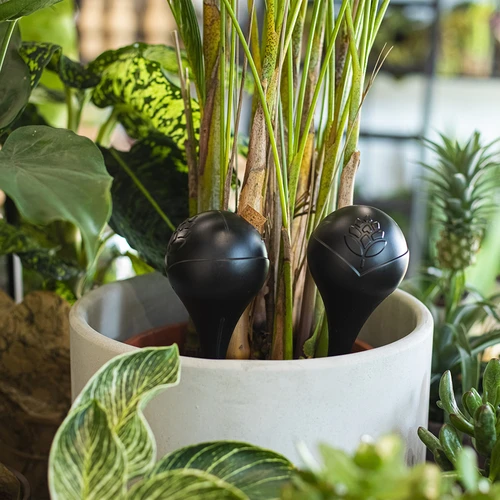 Bewateringsbollen voor planten, matzwart, 400 ml, 4 stuks - 8 ['bewateringsbollen', ' bloemenbewateringsdispenser', ' voor het bewateren van bloemen', ' bloemenbevochtigers', ' bloemenbewatering', ' plantenbewatering', ' potbewateraars', ' voor het bewateren van bloemen', ' voor kamerplanten', ' bewateringssysteem', ' bewateringsbol', ' waterdispenser voor potten', ' bollen voor planten', ' dispenser voor planten', ' plantenbewatering', ' bewateringsbol', ' zwarte bewateringsbollen', ' loftontwerp']
