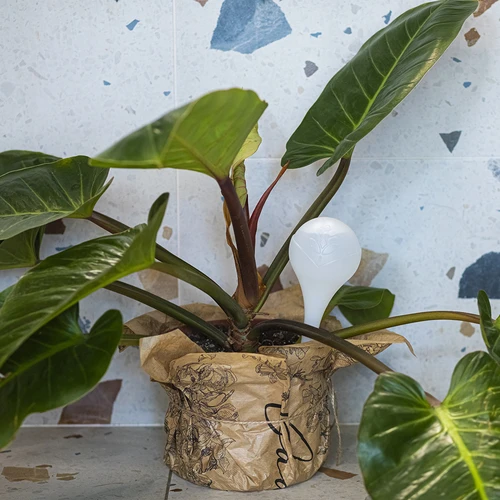 Bewateringsbollen voor planten, witte halfdoorzichtige, 400 ml, 4 stuks - 9 ['gietersbollen', ' bloemenbewateringsdispenser', ' voor het bewateren van bloemen', ' bloemenbevochtigers', ' bloemenbewatering', ' plantenbewatering', ' potbewateraars', ' voor het bewateren van bloemen', ' voor kamerplanten', ' bewateringssysteem', ' gietersbol', ' waterdispenser voor potten', ' bollen voor planten', ' dispenser voor planten', ' plantenbewatering', ' gietersbol', ' witte gietersbollen']
