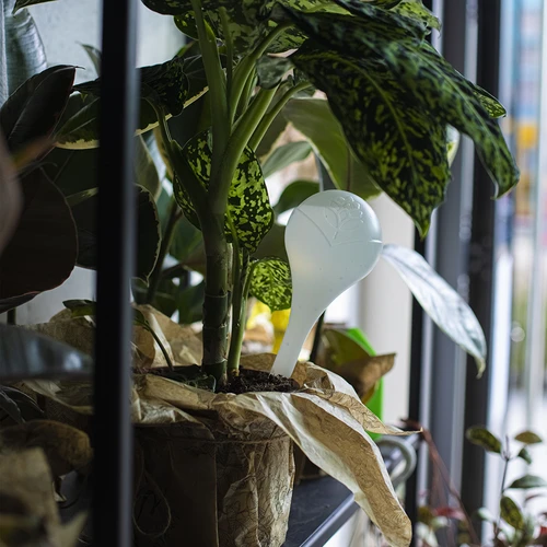 Bewateringsbollen voor planten, witte halfdoorzichtige, 400 ml, 4 stuks - 11 ['gietersbollen', ' bloemenbewateringsdispenser', ' voor het bewateren van bloemen', ' bloemenbevochtigers', ' bloemenbewatering', ' plantenbewatering', ' potbewateraars', ' voor het bewateren van bloemen', ' voor kamerplanten', ' bewateringssysteem', ' gietersbol', ' waterdispenser voor potten', ' bollen voor planten', ' dispenser voor planten', ' plantenbewatering', ' gietersbol', ' witte gietersbollen']