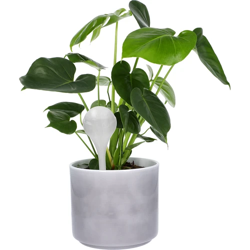 Bewateringsbollen voor planten, witte halfdoorzichtige, 400 ml, 4 stuks - 6 ['gietersbollen', ' bloemenbewateringsdispenser', ' voor het bewateren van bloemen', ' bloemenbevochtigers', ' bloemenbewatering', ' plantenbewatering', ' potbewateraars', ' voor het bewateren van bloemen', ' voor kamerplanten', ' bewateringssysteem', ' gietersbol', ' waterdispenser voor potten', ' bollen voor planten', ' dispenser voor planten', ' plantenbewatering', ' gietersbol', ' witte gietersbollen']