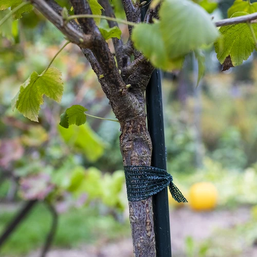 Bindband voor planten PE 3 cm x 50 m - 3 ['bindband', ' bevestigingsband', ' tuinband', ' planten binden']