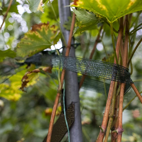 Bindband voor planten PE 3 cm x 50 m - 4 ['bindband', ' bevestigingsband', ' tuinband', ' planten binden']