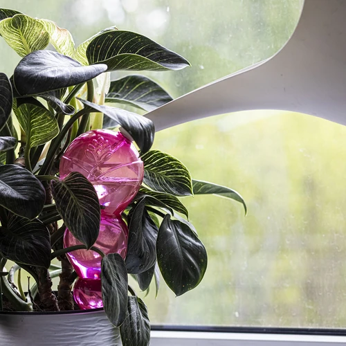Drievoudige bewateringsbal (driekamer), transparant roze, 600 ml - 6 ['bewateringsballen', ' bloemenbewateringsdispenser', ' voor het bewateren van bloemen', ' bloemenbevochtigers', ' bloemenbewatering', ' plantenbewatering', ' potbewateraars', ' voor het bewateren van bloemen', ' voor kamerplanten', ' bewateringssysteem', ' bewateringsbal', ' waterdispenser voor potten', ' plantenballen', ' plantendispenser', ' plantenbewatering', ' bewateringsbal', ' drievoudige bewateringsballen', ' decoratieve plantenbewateraars', ' praktische bewateringsballen', ' ruime bewateringsballen', ' transparante doorzichtige bewateringsballen', ' gekleurde bewateringsballen voor planten', ' roze plantenballen']
