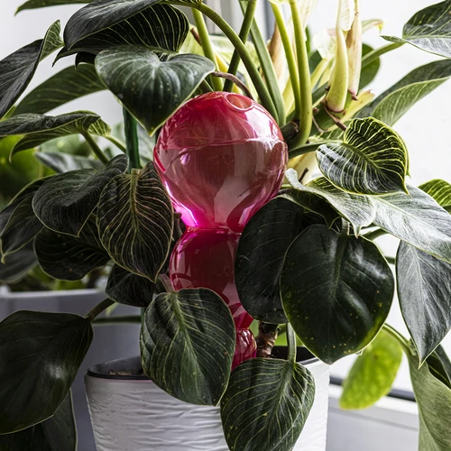 Drievoudige bewateringsbal (driekamer), transparant roze, 600 ml - 7 ['bewateringsballen', ' bloemenbewateringsdispenser', ' voor het bewateren van bloemen', ' bloemenbevochtigers', ' bloemenbewatering', ' plantenbewatering', ' potbewateraars', ' voor het bewateren van bloemen', ' voor kamerplanten', ' bewateringssysteem', ' bewateringsbal', ' waterdispenser voor potten', ' plantenballen', ' plantendispenser', ' plantenbewatering', ' bewateringsbal', ' drievoudige bewateringsballen', ' decoratieve plantenbewateraars', ' praktische bewateringsballen', ' ruime bewateringsballen', ' transparante doorzichtige bewateringsballen', ' gekleurde bewateringsballen voor planten', ' roze plantenballen']