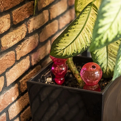 Drievoudige bewateringsbal (driekamer), transparant roze, 600 ml - 8 ['bewateringsballen', ' bloemenbewateringsdispenser', ' voor het bewateren van bloemen', ' bloemenbevochtigers', ' bloemenbewatering', ' plantenbewatering', ' potbewateraars', ' voor het bewateren van bloemen', ' voor kamerplanten', ' bewateringssysteem', ' bewateringsbal', ' waterdispenser voor potten', ' plantenballen', ' plantendispenser', ' plantenbewatering', ' bewateringsbal', ' drievoudige bewateringsballen', ' decoratieve plantenbewateraars', ' praktische bewateringsballen', ' ruime bewateringsballen', ' transparante doorzichtige bewateringsballen', ' gekleurde bewateringsballen voor planten', ' roze plantenballen']
