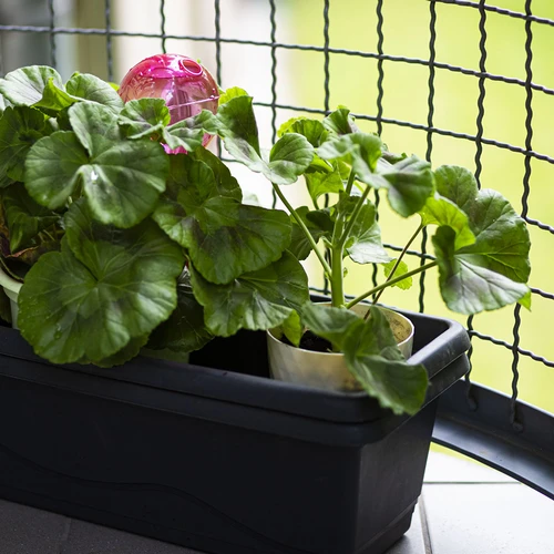 Drievoudige bewateringsbal (driekamer), transparant roze, 600 ml - 9 ['bewateringsballen', ' bloemenbewateringsdispenser', ' voor het bewateren van bloemen', ' bloemenbevochtigers', ' bloemenbewatering', ' plantenbewatering', ' potbewateraars', ' voor het bewateren van bloemen', ' voor kamerplanten', ' bewateringssysteem', ' bewateringsbal', ' waterdispenser voor potten', ' plantenballen', ' plantendispenser', ' plantenbewatering', ' bewateringsbal', ' drievoudige bewateringsballen', ' decoratieve plantenbewateraars', ' praktische bewateringsballen', ' ruime bewateringsballen', ' transparante doorzichtige bewateringsballen', ' gekleurde bewateringsballen voor planten', ' roze plantenballen']