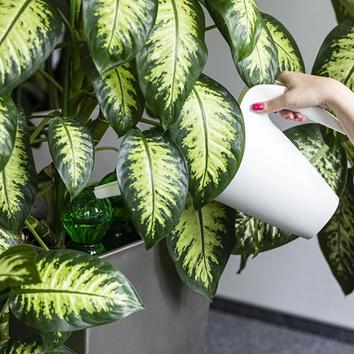 Drievoudige bewateringsbol (driekamer), transparant groen met keramische voet, 600ml - 6