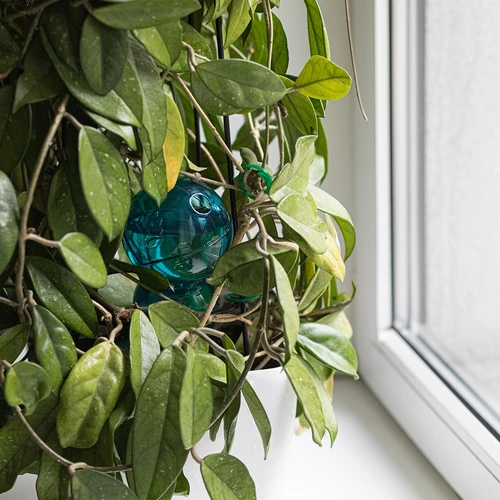 Drievoudige gietbal (driekamer), transparant blauw, 600 ml - 7 ['gieters', ' bloemen waterdispenser', ' voor het water geven van bloemen', ' bloemenbevochtigers', ' bloemenirrigatie', ' plantenirrigatie', ' potirrigators', ' voor het water geven van bloemen', ' voor kamerplanten', ' irrigatiesysteem', ' gietbal', ' waterdispenser voor potten', ' plantenballen', ' plantenwaterdispenser', ' planten water geven', ' gietbal', ' drievoudige gietballen', ' decoratieve plantenirrigators', ' praktische gietballen', ' ruime gietballen', ' transparante doorzichtige gietballen', ' gekleurde gietballen voor plantenirrigatie', ' blauwe plantenballen']