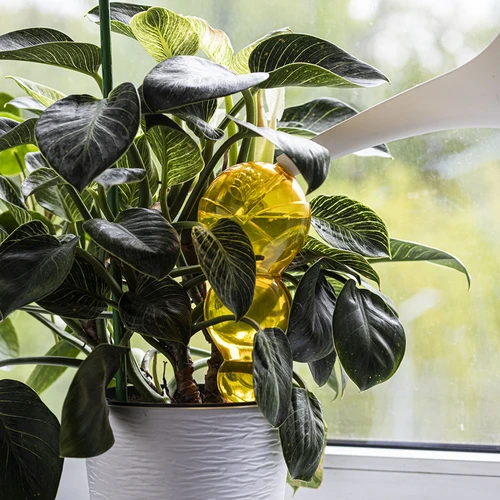 Drievoudige gietbal (driekamer), transparant geel, 600 ml - 6 ['gieters', ' bloemen waterdispenser', ' voor het water geven van bloemen', ' bloemenbevochtigers', ' bloemenirrigatie', ' plantenirrigatie', ' potirrigators', ' voor het water geven van bloemen', ' voor kamerplanten', ' irrigatiesysteem', ' gietbal', ' waterdispenser voor potten', ' plantenballen', ' plantendispenser', ' planten water geven', ' gietbal', ' drievoudige gietballen', ' decoratieve plantenirrigators', ' praktische gietballen', ' ruime gietballen', ' transparante doorzichtige gietballen', ' gekleurde gietballen voor plantenirrigatie', ' gele plantenballen']