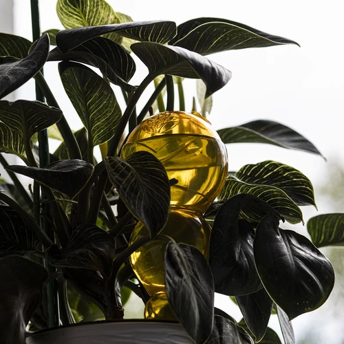 Drievoudige gietbal (driekamer), transparant geel, 600 ml - 7 ['gieters', ' bloemen waterdispenser', ' voor het water geven van bloemen', ' bloemenbevochtigers', ' bloemenirrigatie', ' plantenirrigatie', ' potirrigators', ' voor het water geven van bloemen', ' voor kamerplanten', ' irrigatiesysteem', ' gietbal', ' waterdispenser voor potten', ' plantenballen', ' plantendispenser', ' planten water geven', ' gietbal', ' drievoudige gietballen', ' decoratieve plantenirrigators', ' praktische gietballen', ' ruime gietballen', ' transparante doorzichtige gietballen', ' gekleurde gietballen voor plantenirrigatie', ' gele plantenballen']
