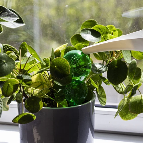 Drievoudige gietersbol (driekamer), transparant groen, 600 ml - 6 ['gietersbollen', ' bloemenbewateringsdispenser', ' voor het bewateren van bloemen', ' bloemenbevochtigers', ' bloemenbewatering', ' plantenbewatering', ' potbewateraars', ' voor het bewateren van bloemen', ' voor kamerplanten', ' bewateringssysteem', ' gietersbol', ' waterdispenser voor potten', ' bollen voor planten', ' dispenser voor planten', ' plantenbewatering', ' gietersbol', ' drievoudige gietersbollen', ' decoratieve plantenbewateraars', ' praktische gietersbollen', ' ruime gietersbollen', ' transparante doorzichtige gietersbollen', ' kleurrijke bollen voor plantenbewatering', ' groene bollen voor planten']