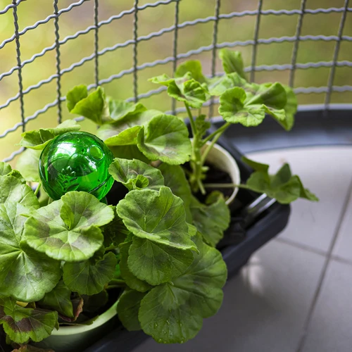 Drievoudige gietersbol (driekamer), transparant groen, 600 ml - 8 ['gietersbollen', ' bloemenbewateringsdispenser', ' voor het bewateren van bloemen', ' bloemenbevochtigers', ' bloemenbewatering', ' plantenbewatering', ' potbewateraars', ' voor het bewateren van bloemen', ' voor kamerplanten', ' bewateringssysteem', ' gietersbol', ' waterdispenser voor potten', ' bollen voor planten', ' dispenser voor planten', ' plantenbewatering', ' gietersbol', ' drievoudige gietersbollen', ' decoratieve plantenbewateraars', ' praktische gietersbollen', ' ruime gietersbollen', ' transparante doorzichtige gietersbollen', ' kleurrijke bollen voor plantenbewatering', ' groene bollen voor planten']