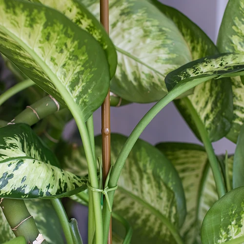 Gecoate stalen stok in bamboevorm, 90 cm x 8 mm - 4 ['tuinstok', ' plantenstok', ' plantensteun', ' tuinsteun', ' metalen tuinsteunen', ' steun voor klimplanten', ' steunen voor klimplanten', ' metalen steunen voor bloemen', ' gecoate metalen stokken', ' gecoate plantenstok', ' stalen stok in bamboevorm', ' tuinaccessoires', ' hoe zorg je voor planten', ' aanbevolen stokken voor planten', ' groene stok', ' stalen stokken a la bamboe', ' bamboestokken', ' stokken in bamboevorm']