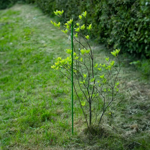 Gecoate stalen stok PE 1,75 m x 11 mm - 6 ['tuinstok', ' plantenstok', ' plantensteun', ' tuinsteun', ' metalen tuinsteunen', ' steun voor klimplanten', ' steunen voor klimplanten', ' metalen steunen voor bloemen', ' gecoate metalen stokken', ' gecoate plantenstok']