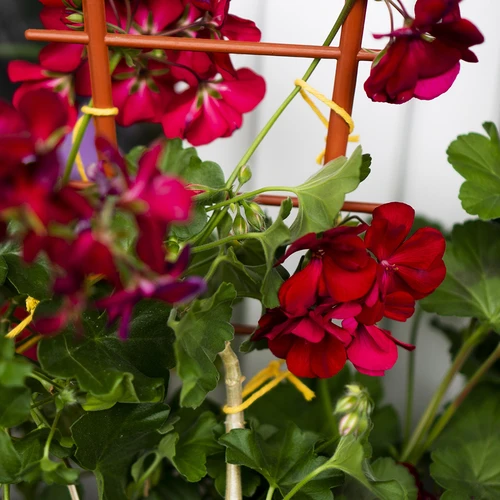 Gele katoenen koord 2 mm/55 m/100 g - 11 ['katoenen koord', ' katoenen touw', ' koord voor delicate planten', ' natuurlijk koord', ' ecokoord', ' koord voor macramé', ' koord voor binden', ' koord voor handwerk', ' koord voor aanspannen', ' gele koord', ' gele touw']