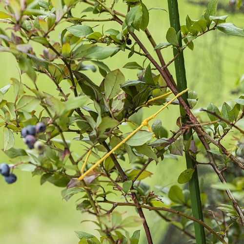 Gele katoenen koord 2 mm/55 m/100 g - 8 ['katoenen koord', ' katoenen touw', ' koord voor delicate planten', ' natuurlijk koord', ' ecokoord', ' koord voor macramé', ' koord voor binden', ' koord voor handwerk', ' koord voor aanspannen', ' gele koord', ' gele touw']