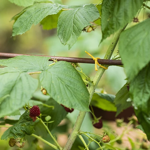 Gele katoenen koord 2 mm/55 m/100 g - 9 ['katoenen koord', ' katoenen touw', ' koord voor delicate planten', ' natuurlijk koord', ' ecokoord', ' koord voor macramé', ' koord voor binden', ' koord voor handwerk', ' koord voor aanspannen', ' gele koord', ' gele touw']