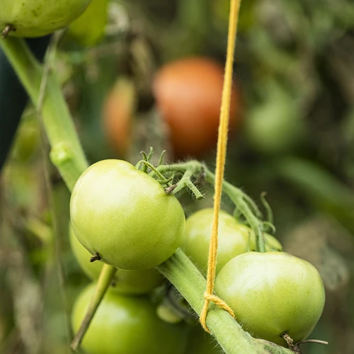 Gele katoenen koord 2 mm/55 m/100 g - 10 ['katoenen koord', ' katoenen touw', ' koord voor delicate planten', ' natuurlijk koord', ' ecokoord', ' koord voor macramé', ' koord voor binden', ' koord voor handwerk', ' koord voor aanspannen', ' gele koord', ' gele touw']