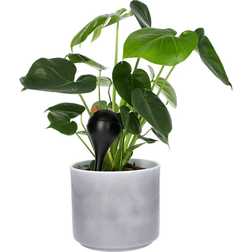 Gietballen voor planten, matzwart, met kurk, 400ml, 4 stuks - 7 ['gieters', ' bloemen waterdispenser', ' voor het water geven van bloemen', ' bloemenbevochtigers', ' bloemenirrigatie', ' plantenirrigatie', ' potirrigators', ' voor het water geven van bloemen', ' voor kamerplanten', ' irrigatiesysteem', ' gietbal', ' waterdispenser voor potten', ' plantenballen', ' plantendispenser', ' planten water geven', ' gietbal', ' van bovenaf vulbare gietballen', ' van bovenaf vulbare dispensers', ' gietballen met kurk', ' zwarte gietballen', ' loftontwerp']