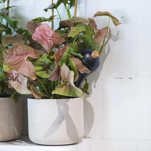 Gietballen voor planten, matzwart, met kurk, 400ml, 4 stuks - 10 ['gieters', ' bloemen waterdispenser', ' voor het water geven van bloemen', ' bloemenbevochtigers', ' bloemenirrigatie', ' plantenirrigatie', ' potirrigators', ' voor het water geven van bloemen', ' voor kamerplanten', ' irrigatiesysteem', ' gietbal', ' waterdispenser voor potten', ' plantenballen', ' plantendispenser', ' planten water geven', ' gietbal', ' van bovenaf vulbare gietballen', ' van bovenaf vulbare dispensers', ' gietballen met kurk', ' zwarte gietballen', ' loftontwerp']
