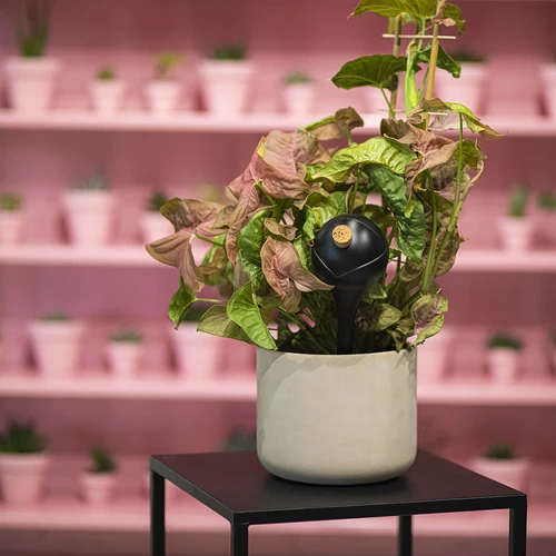 Gietballen voor planten, matzwart, met kurk, 400ml, 4 stuks - 11 ['gieters', ' bloemen waterdispenser', ' voor het water geven van bloemen', ' bloemenbevochtigers', ' bloemenirrigatie', ' plantenirrigatie', ' potirrigators', ' voor het water geven van bloemen', ' voor kamerplanten', ' irrigatiesysteem', ' gietbal', ' waterdispenser voor potten', ' plantenballen', ' plantendispenser', ' planten water geven', ' gietbal', ' van bovenaf vulbare gietballen', ' van bovenaf vulbare dispensers', ' gietballen met kurk', ' zwarte gietballen', ' loftontwerp']