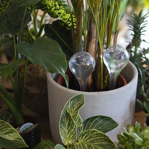 Gietballen voor planten, transparant, 400 ml, 2 stuks - 9 ['gieters', ' bloemen waterdispenser', ' voor het water geven van bloemen', ' bloemenbevochtigers', ' bloemenirrigatie', ' plantenirrigatie', ' potirrigators', ' voor het water geven van bloemen', ' voor kamerplanten', ' irrigatiesysteem', ' gietbal', ' waterdispenser voor potten', ' plantenballen', ' dispenser voor planten', ' planten water geven', ' gietbal']