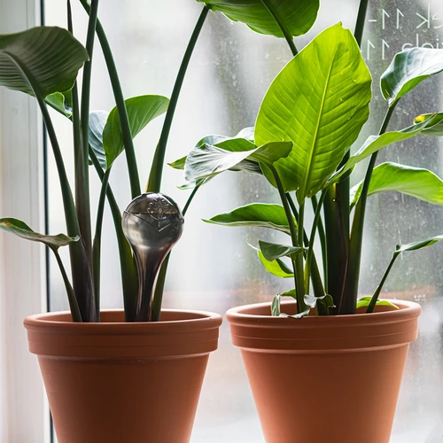 Gietballen voor planten, zwart transparant, 400 ml, 4 stuks - 8 ['gieters', ' bloemen waterdispenser', ' voor het water geven van bloemen', ' bloemenbevochtigers', ' bloemenirrigatie', ' plantenirrigatie', ' potirrigators', ' voor het water geven van bloemen', ' voor kamerplanten', ' irrigatiesysteem', ' gietbal', ' waterdispenser voor potten', ' plantenballen', ' plantendispenser', ' planten water geven', ' gietbal', ' zwarte gietballen', ' loftontwerp', ' transparante gietballen']