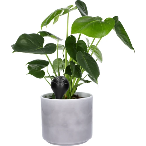 Gieter voor planten, matzwart met keramische voet, 400ml - 7 ['gieters', ' bloemen waterdispenser', ' voor het water geven van bloemen', ' bloemenbevochtigers', ' bloemenirrigatie', ' plantenirrigatie', ' potirrigators', ' voor kamerplanten', ' irrigatiesysteem', ' gietbal', ' waterdispenser voor potten', ' plantenballen', ' plantenwaterdispenser', ' planten water geven', ' zwarte gieters', ' gieters met keramische voet', ' keramische voet', ' gekleurde gieters', ' gieters met kleivoet', ' gieters die van bovenaf gevuld worden', ' van bovenaf gevulde dispensers', ' loftontwerp']