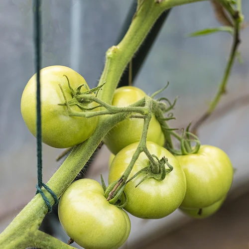 Groen katoenen koord 2 mm/55 m/100 g - 9 ['katoenen koord', ' katoenen touw', ' koord voor delicate planten', ' natuurlijk koord', ' ecokoord', ' koord voor macramé', ' koord om te binden', ' koord voor handwerk', ' koord om aan te trekken', ' groen koord', ' groen touw']