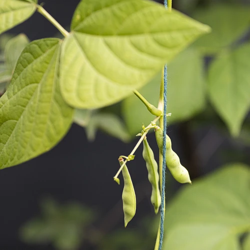 Groen katoenen koord 2 mm/55 m/100 g - 10 ['katoenen koord', ' katoenen touw', ' koord voor delicate planten', ' natuurlijk koord', ' ecokoord', ' koord voor macramé', ' koord om te binden', ' koord voor handwerk', ' koord om aan te trekken', ' groen koord', ' groen touw']
