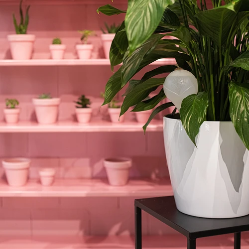 Irrigatieballen voor planten, wit doorschijnend met kurk, 400ml, 4 stuks - 12 ['bloemwaterdispenser', ' voor het water geven van bloemen', ' bloembevochtigers', ' bloemenirrigatie', ' plantenirrigatie', ' potirrigatoren', ' voor het water geven van bloemen', ' voor kamerplanten', ' irrigatiesysteem', ' waterdispenser voor potten', ' plantenballen', ' planten water geven', ' irrigatieballen met kurk']