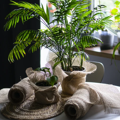 Jute band 10 cm/5 m - 9 ['jute band', ' jute band', ' band voor tomaten', ' band voor komkommers', ' natuurlijke band', ' ecoband', ' band voor binden', ' band voor handwerk', ' jute lint']