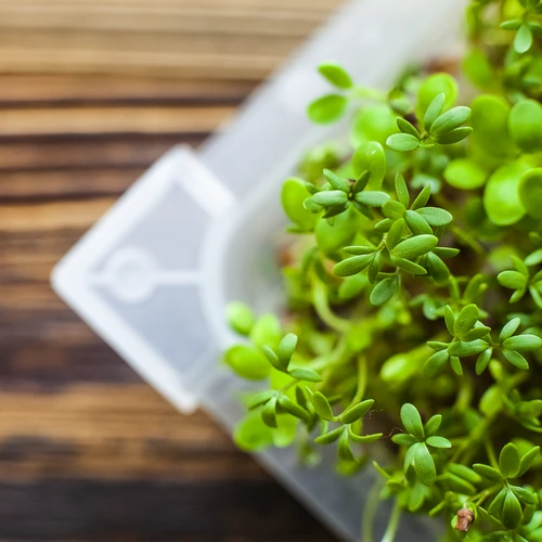 Kiemgroentetoren Groene Kuif met radijszaad - 17 ['kiemgroenten kweken', ' kiemgroentetoren in bak', ' kiemgroentenschaal', ' Browin kiemgroentetoren', ' kiemgroenten kweken', ' kiemgroentetoren voor zaden', ' radijskiemen', ' broccolikiemen', ' kiemgroentetoren']