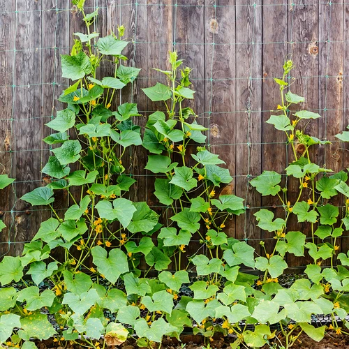 Klimnet voor planten: 2 x 20m - 5 ['plantenklimnet', ' klimnet voor planten', ' net voor klimplanten', ' tuinnet', ' net', ' tuinpergola', ' plantensteunen', ' bloemensteunnet', ' steun voor tuinplanten', ' klimopsteun', ' flexibele klimsteun', ' druivennet', ' welk net voor klimplanten kiezen', ' verzorgde tuin', ' bloemensteunen', ' tuinaccessoires', ' hoe zorg je voor planten', ' aanbevolen netten voor planten', ' duurzaam kunststof net']