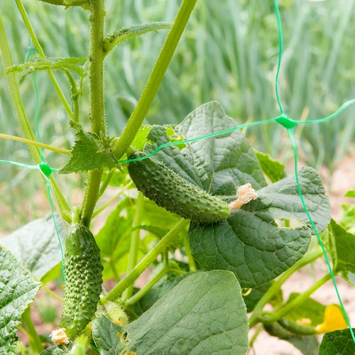 Klimnet voor planten: 2 x 20m - 6 ['plantenklimnet', ' klimnet voor planten', ' net voor klimplanten', ' tuinnet', ' net', ' tuinpergola', ' plantensteunen', ' bloemensteunnet', ' steun voor tuinplanten', ' klimopsteun', ' flexibele klimsteun', ' druivennet', ' welk net voor klimplanten kiezen', ' verzorgde tuin', ' bloemensteunen', ' tuinaccessoires', ' hoe zorg je voor planten', ' aanbevolen netten voor planten', ' duurzaam kunststof net']