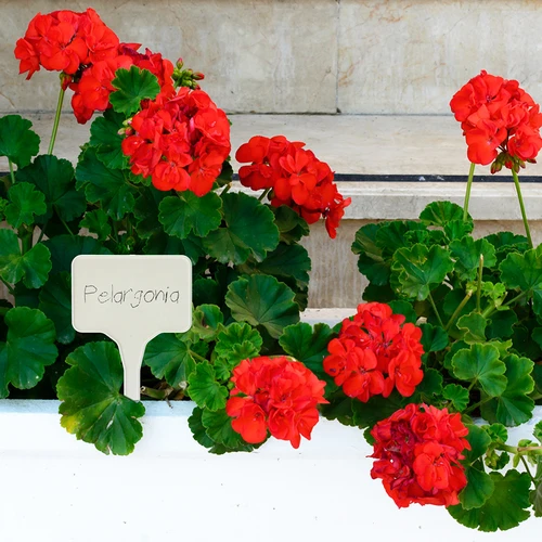 Labels voor plantenbeschrijving + potlood mix 10+20 stuks - 9 ['plantenlabels', ' labels voor plantenbeschrijving', ' voor plantenbeschrijving', ' informatieborden voor planten', ' borden voor planten']