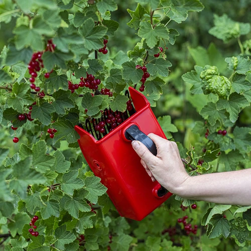 Machine voor het verzamelen van kleine vruchten - 6 ['bessentrekker', ' fruitkam', ' verzamelmachine', ' aalbessentrekker', ' bessen plukken', ' fruit plukken', ' bessenseizoen']