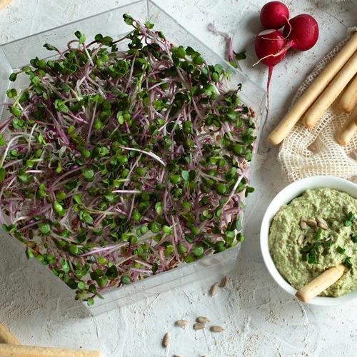 Meerlagige kiemtoren Niezłe Ziółko met radijszaad - 14 ['gezonde kiemen', ' thuis kiemen kweken', ' veganistisch product kiemen', ' kiemen kweken thuis', ' radijskiemen', ' kiemen kweken', ' radijszaad', ' kiemset met zaden', ' kiemtoren']