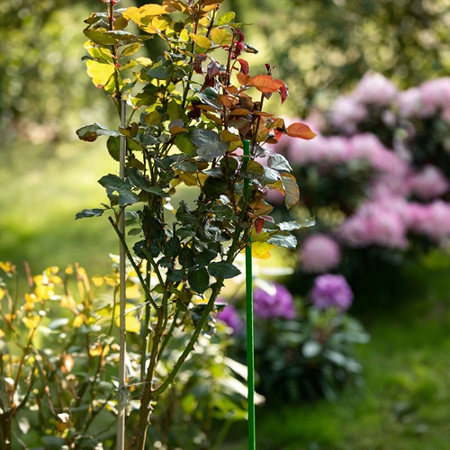 Met PE gecoate stalen stok 1,25m x 11mm - 4 ['stalen plantensteun', ' plantenstok', ' bloemenstok', ' stokken voor potplanten', ' plantenstok castorama']