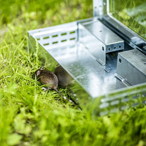 Metalen muizenvanger - levende vangkooi - 10 ['knaagdierenvanger', ' levende vangkooi voor knaagdieren', ' humane methode voor knaagdierbestrijding', ' ecologische knaagdierenvanger', ' bloedloze methode voor knaagdierbestrijding', ' veilige knaagdierenvanger', ' muizen- en rattenvanger', ' ongediertebestrijding zonder gif', ' vanger voor schadelijke knaagdieren', ' knaagdierenvanger voor thuis- en tuingebruik', ' hoekmuizenvanger', ' metalen muizenvanger', ' metalen levende vangkooi']