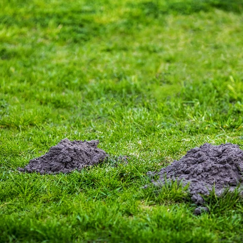 Mollenverjager op zonne-energie - 11 ['mollenverjager', ' tegen mollen', ' manier om van mollen af te komen', ' tegen woelmuizen', ' voor woelmuizen', ' tegen veldmuizen', ' zonne-energie verjager']