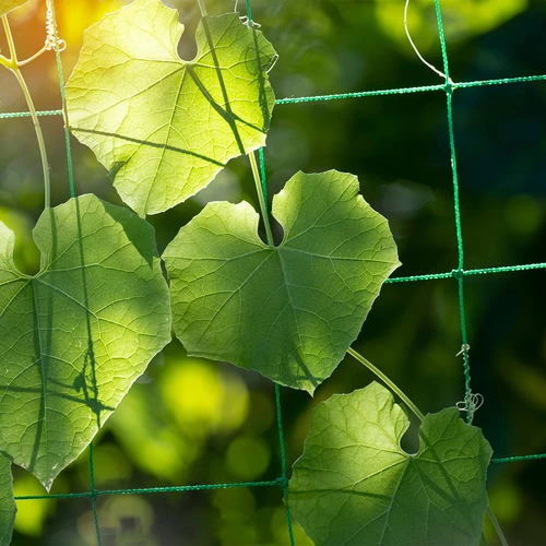 Net voor klimplanten, 1,8 x 2,7m - 6 ['net voor planten', ' net voor klimplanten', ' net voor klimmende planten', ' tuinnet', ' net', ' tuinpergola', ' steunen voor planten', ' bloemensteun-net', ' steun voor tuinplanten', ' steun voor klimop', ' flexibele steun voor klimplanten', ' net voor wijnstokken', ' welk net voor klimplanten kiezen', ' verzorgde tuin', ' steunen voor bloemen', ' tuinaccessoires', ' hoe zorg je voor planten', ' aanbevolen netten voor planten', ' duurzaam kunststof net']