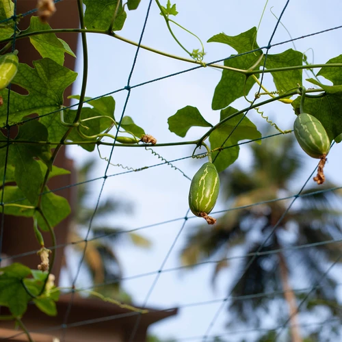 Net voor klimplanten, 1,8 x 5m - 6 ['plantenklimnet', ' klimnet voor planten', ' net voor klimplanten', ' tuinnet', ' net', ' tuinpergola', ' steunen voor planten', ' bloemensteunnet', ' steun voor tuinplanten', ' steun voor klimop', ' flexibele steun voor klimplanten', ' net voor wijnstokken', ' welk net voor klimplanten kiezen', ' verzorgde tuin', ' steunen voor bloemen', ' tuinaccessoires', ' hoe zorg je voor planten', ' aanbevolen netten voor planten', ' duurzaam kunststof net']