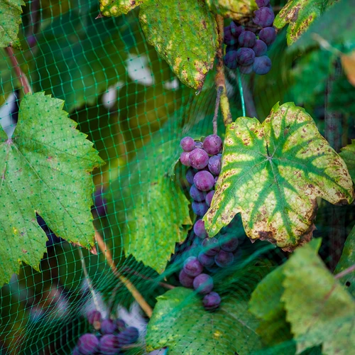 Net voor vogelbescherming, groen, 5 m x 10m - 6 ['bescherming tegen vogels', ' vogelnet', ' bescherming van fruitbomen', ' bescherming van struiken', ' vogels in de tuin', ' planten beschermen', ' gewassen beveiligen', ' beschermnet', ' tuinoplossingen', ' plantenbescherming tegen vogels', ' camouflagenetten', ' netten voor bomen', ' spreeuwennetten', ' vogelnetten voor balkon', ' netten voor balkon', ' netten voor terras', ' beschermnet tegen vogels', ' net voor vogelbescherming']