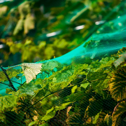 Net voor vogelbescherming, groen, 6 m x 6 m - 5 ['bescherming tegen vogels', ' vogelnet', ' bescherming van fruitbomen', ' bescherming van struiken', ' vogels in de tuin', ' plantenbescherming', ' gewasbescherming', ' beschermnet', ' tuinoplossingen', ' plantenbescherming tegen vogels', ' camouflagenetten', ' netten voor bomen', ' spreeuwennetten', ' vogelnetten voor balkon', ' netten voor balkon', ' netten voor terras', ' beschermnet tegen vogels', ' net voor vogelbescherming']